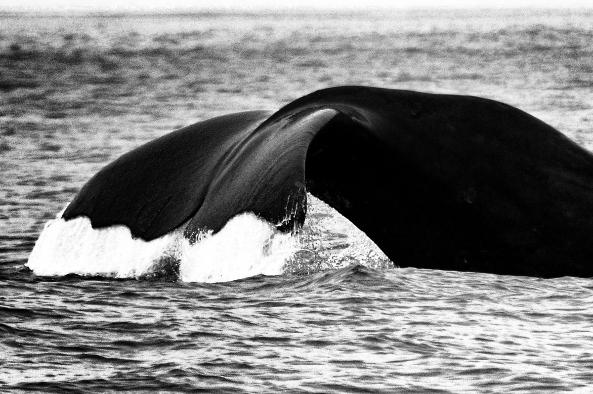 whale
